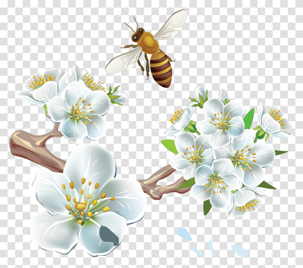 S Spring, Plant, Honey Bee, Insect, Invertebrate Transparent Png