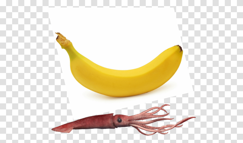 Saba Banana, Fruit, Plant, Food, Seafood Transparent Png