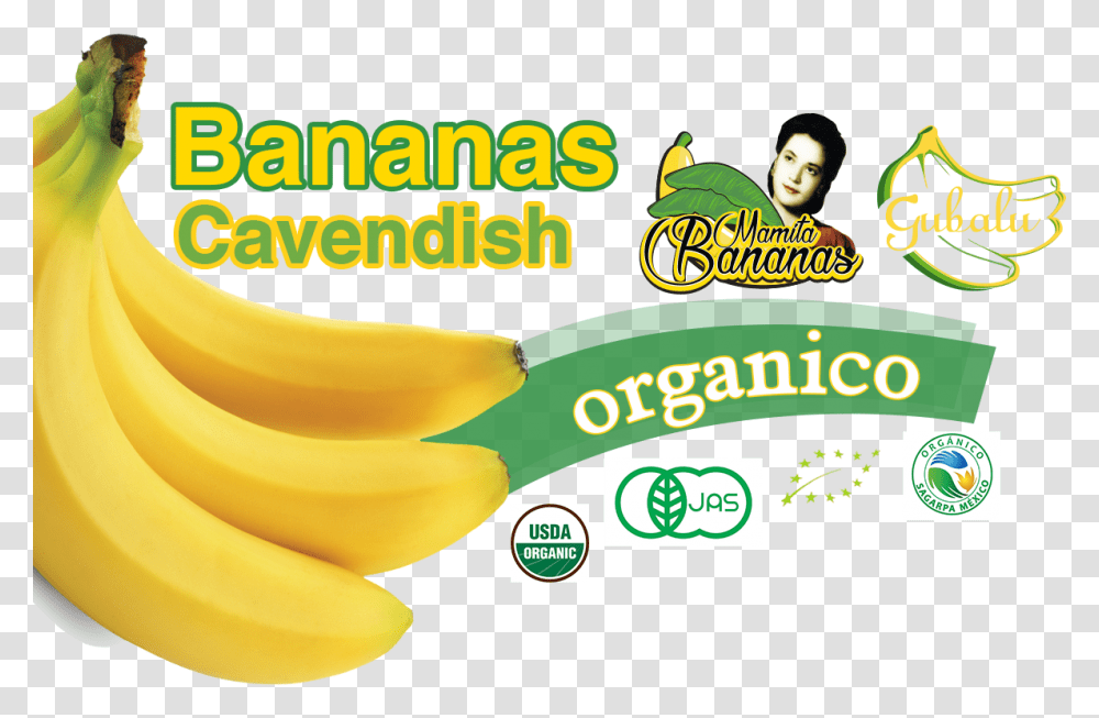 Saba Banana, Plant, Fruit, Food, Person Transparent Png
