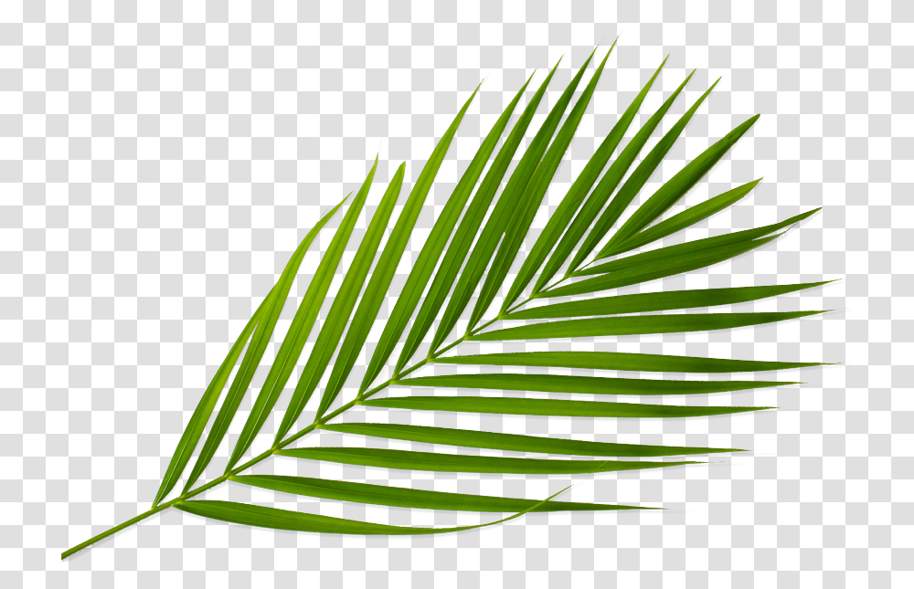 Sabal Minor, Plant, Leaf, Green, Tree Transparent Png
