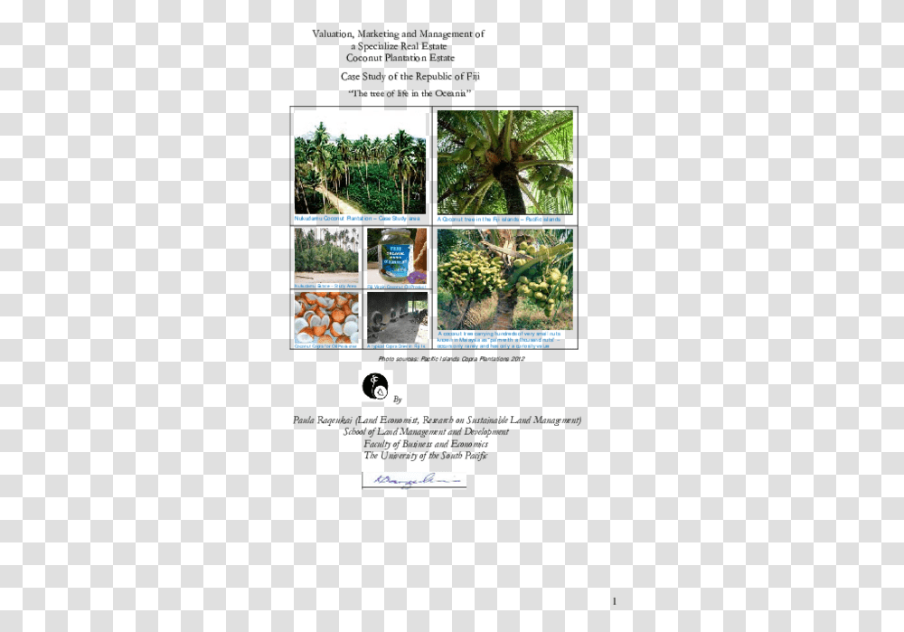 Sabal Palmetto, Collage, Poster, Advertisement, Vegetation Transparent Png