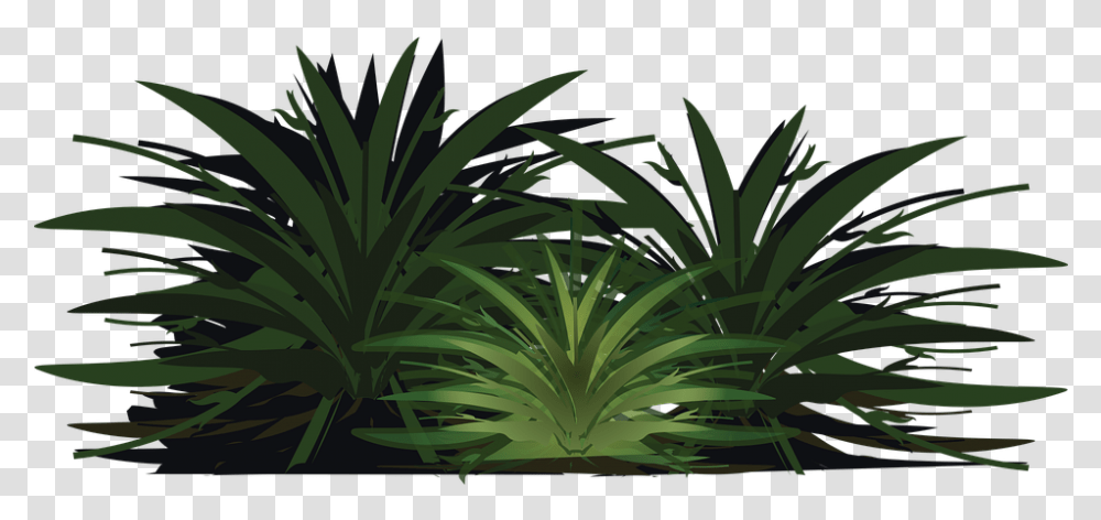 Sabal Palmetto, Plant, Vegetation, Agavaceae, Bush Transparent Png