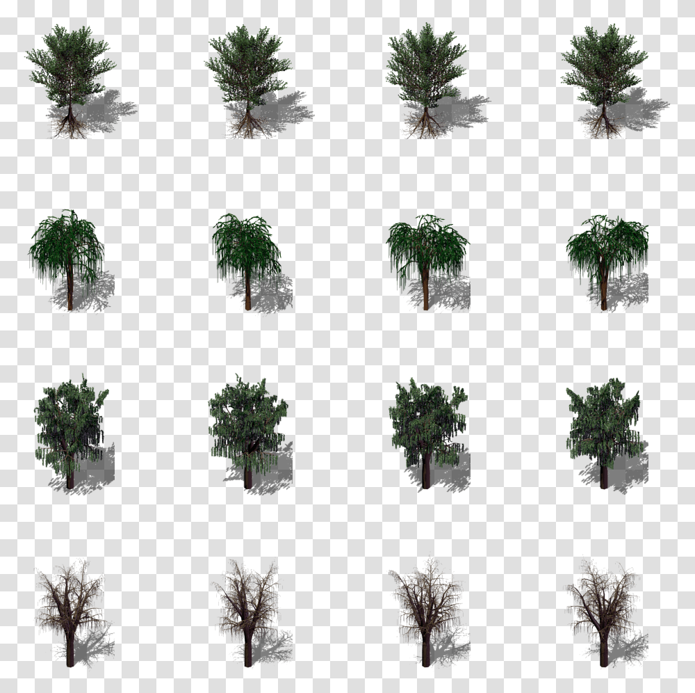 Sabal Palmetto, Tree, Plant, Conifer, Jar Transparent Png