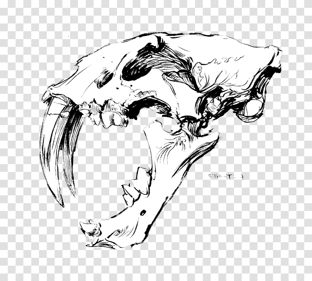 Saber Tooth Skull No Back Ps Illustration, Drawing, Sketch, Face Transparent Png