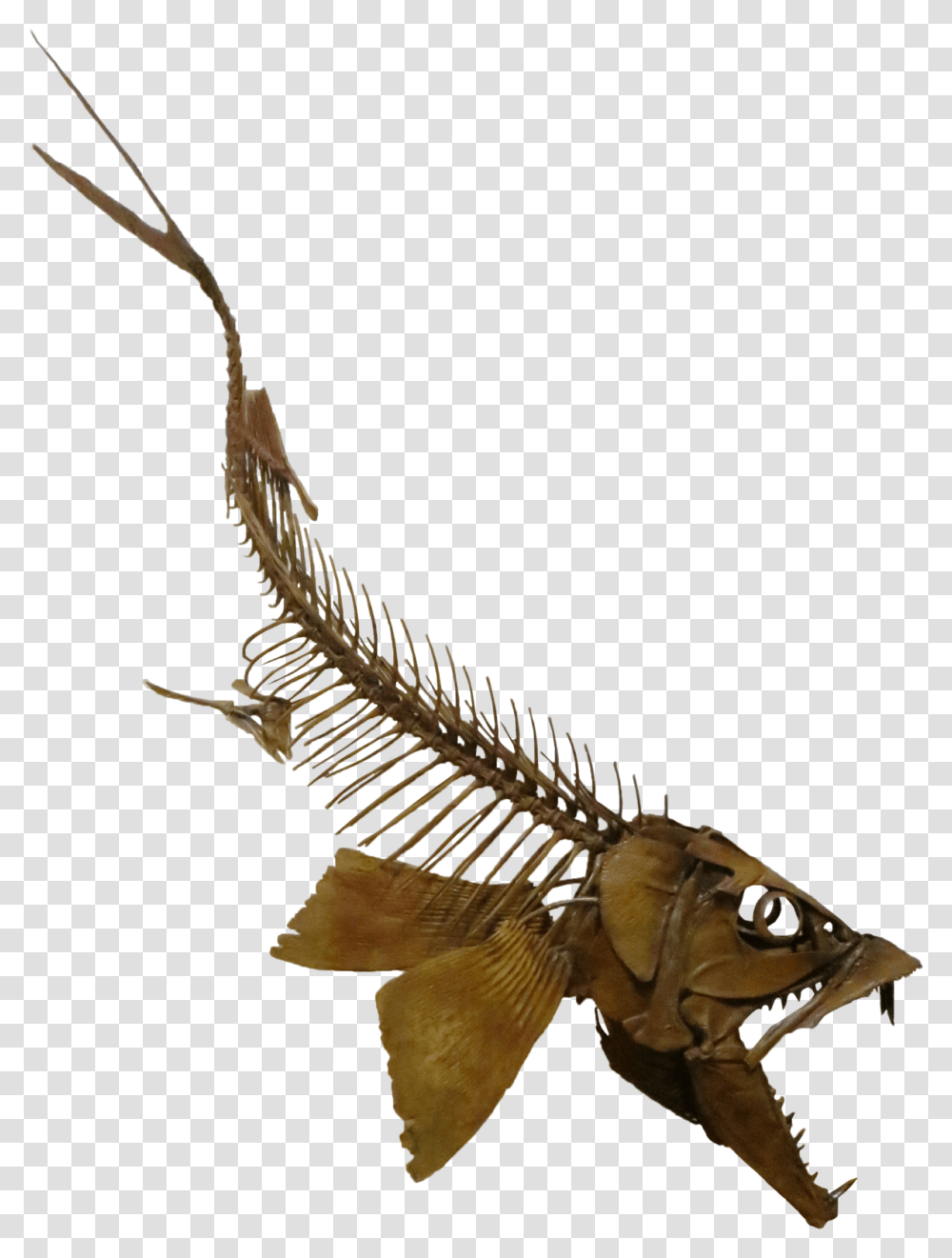 Sabertooth Herring, Animal, Bird, Fossil, Fish Transparent Png