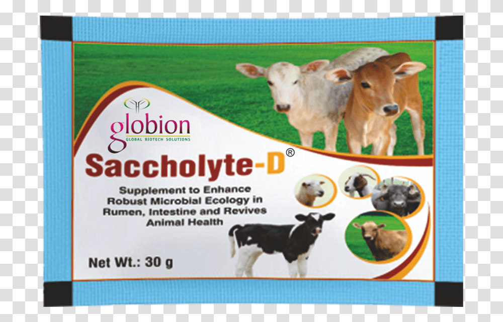 Saccholyte D Fi, Cow, Cattle, Mammal, Animal Transparent Png