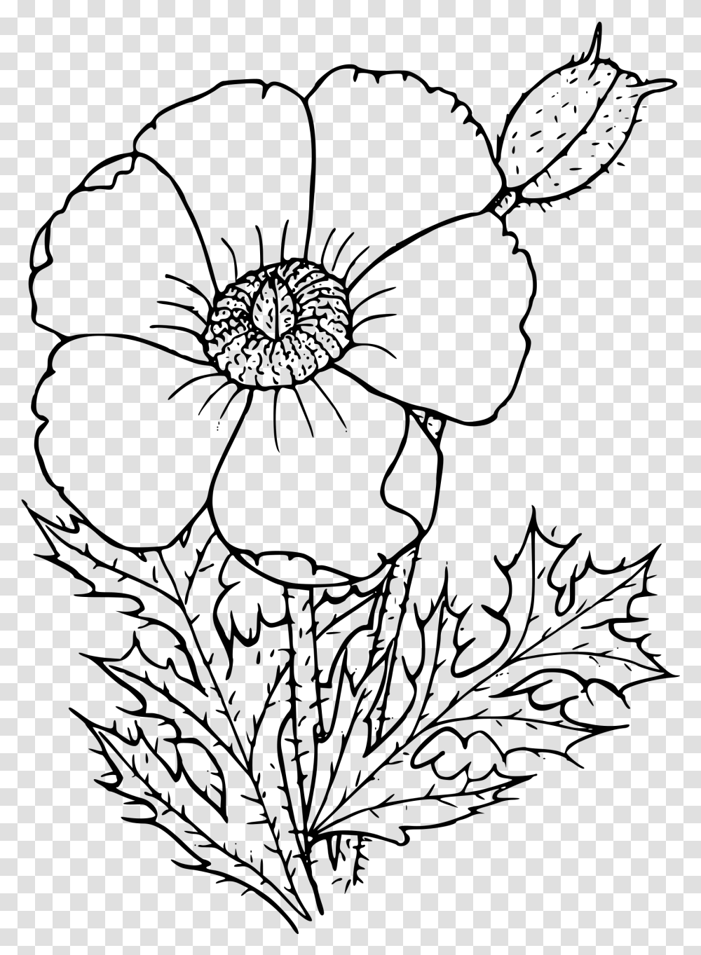 Sacramento Mountains Prickly Poppy Clip Arts Poppy Drawing, Gray, World Of Warcraft Transparent Png