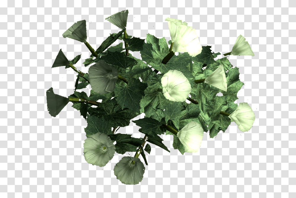 Sacred Datura Root Datura, Plant, Leaf, Flower, Geranium Transparent Png