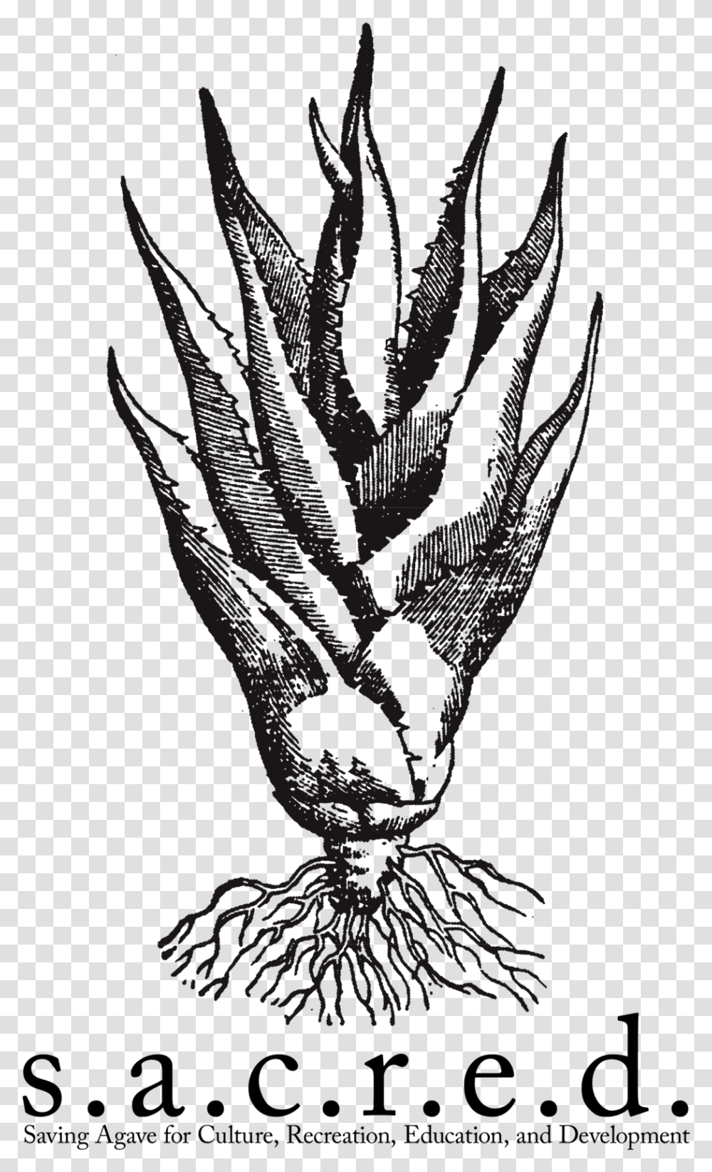 Sacred Logo Tall Sacred Agave, Stencil, Plant, Bird, Animal Transparent Png