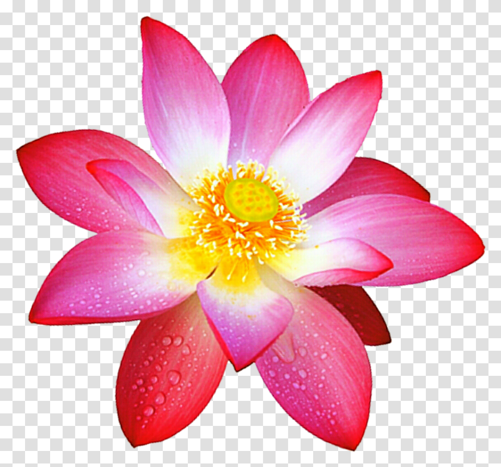 Sacred Lotus Flower Painting Lotus Flower, Plant, Lily, Blossom, Pond Lily Transparent Png