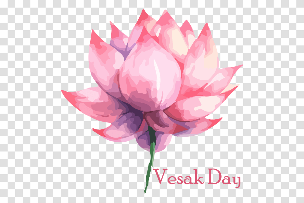 Sacred Lotus For Buddha Day Vesak Day, Plant, Flower, Blossom, Rose Transparent Png