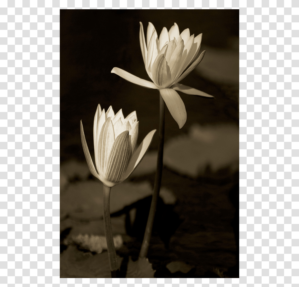 Sacred Lotus, Lily, Flower, Plant, Blossom Transparent Png