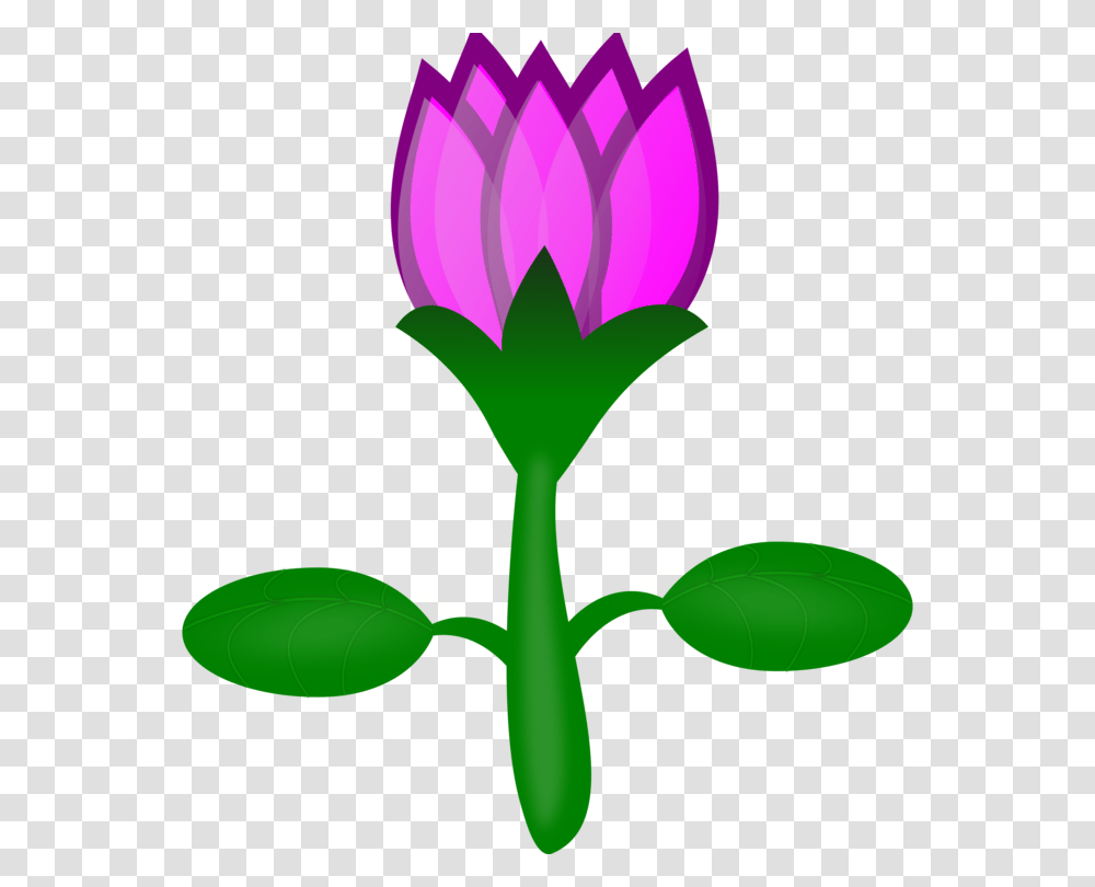 Sacred Lotus Pink Flowers Drawing Cartoon Free Commercial Clipart, Plant, Blossom, Purple, Geranium Transparent Png