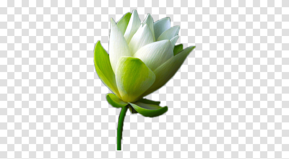 Sacred Lotus, Plant, Bud, Sprout, Flower Transparent Png