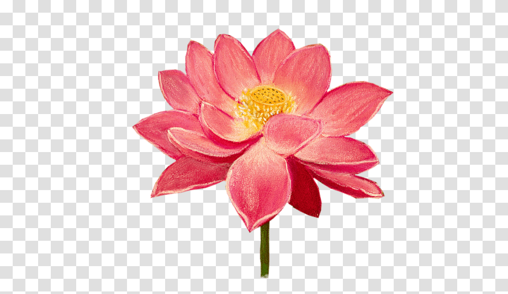 Sacred Lotus, Plant, Dahlia, Flower, Blossom Transparent Png