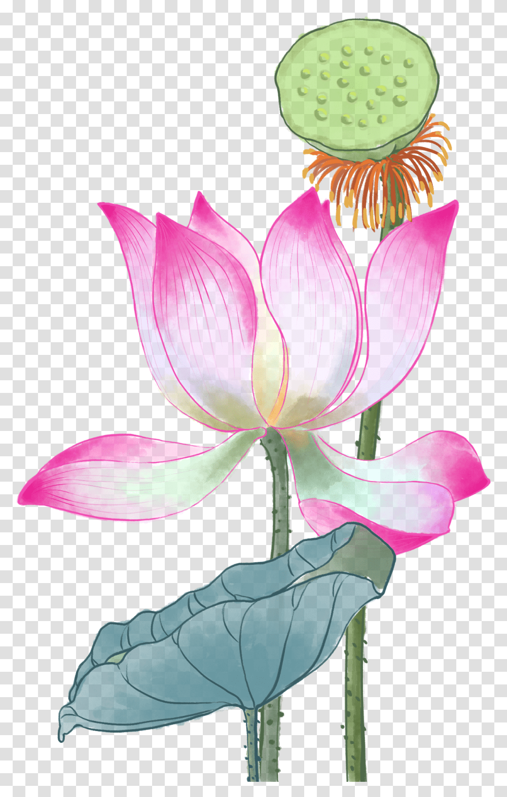 Sacred Lotus, Plant, Flower, Blossom, Lily Transparent Png