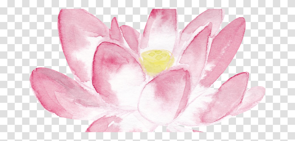 Sacred Lotus, Plant, Flower, Blossom, Petal Transparent Png
