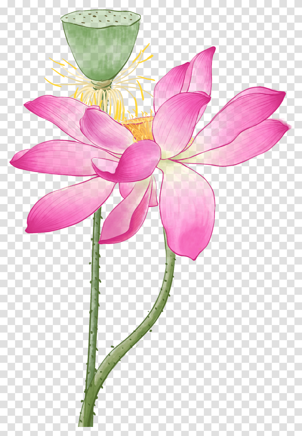 Sacred Lotus, Plant, Flower, Blossom, Pollen Transparent Png