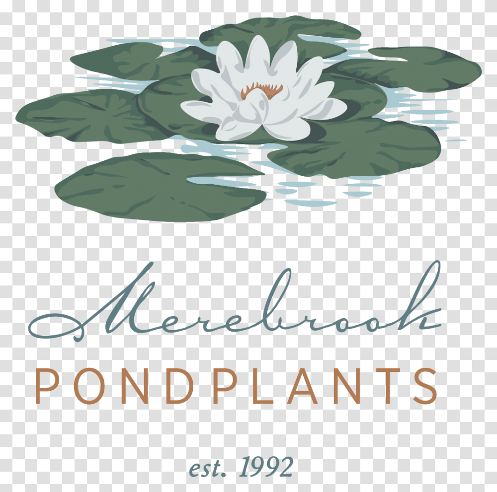 Sacred Lotus, Plant, Flower, Blossom, Pond Lily Transparent Png