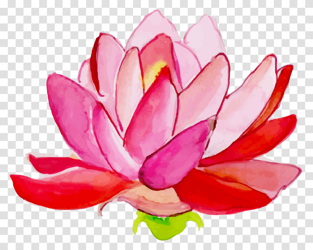 Sacred Lotus, Plant, Flower, Blossom, Rose Transparent Png