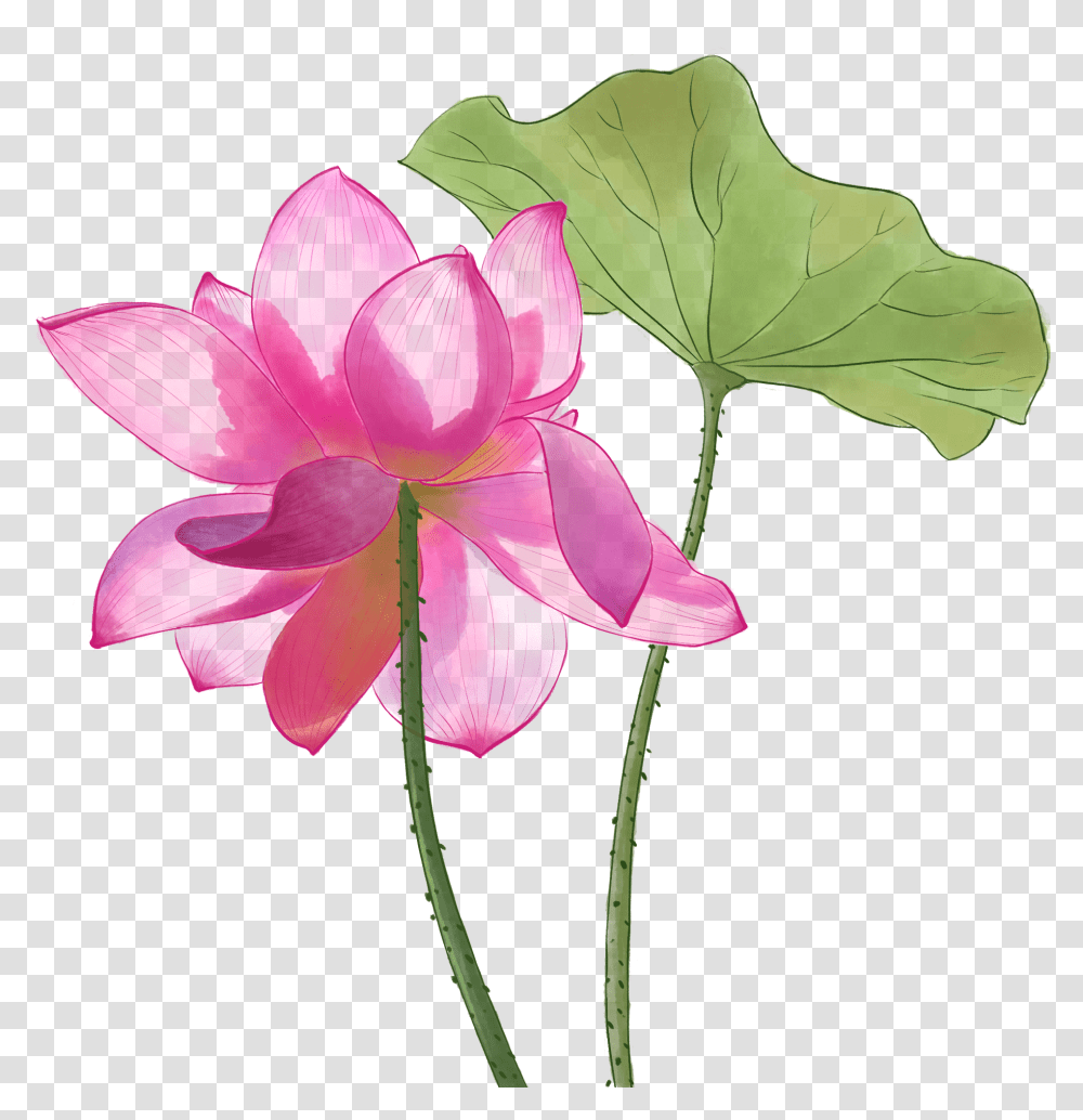 Sacred Lotus, Plant, Lily, Flower, Blossom Transparent Png