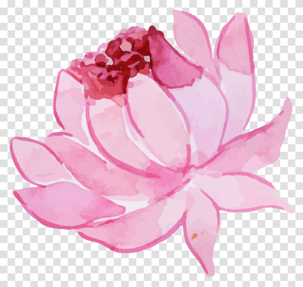 Sacred Lotus, Plant, Petal, Flower, Blossom Transparent Png