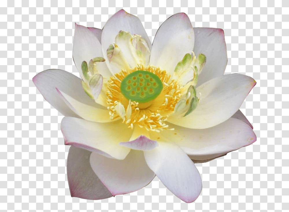 Sacred Lotus, Plant, Rose, Flower, Blossom Transparent Png