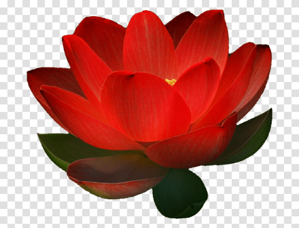 Sacred Lotus Red Lotus Flower With White Background, Plant, Blossom, Lily, Rose Transparent Png