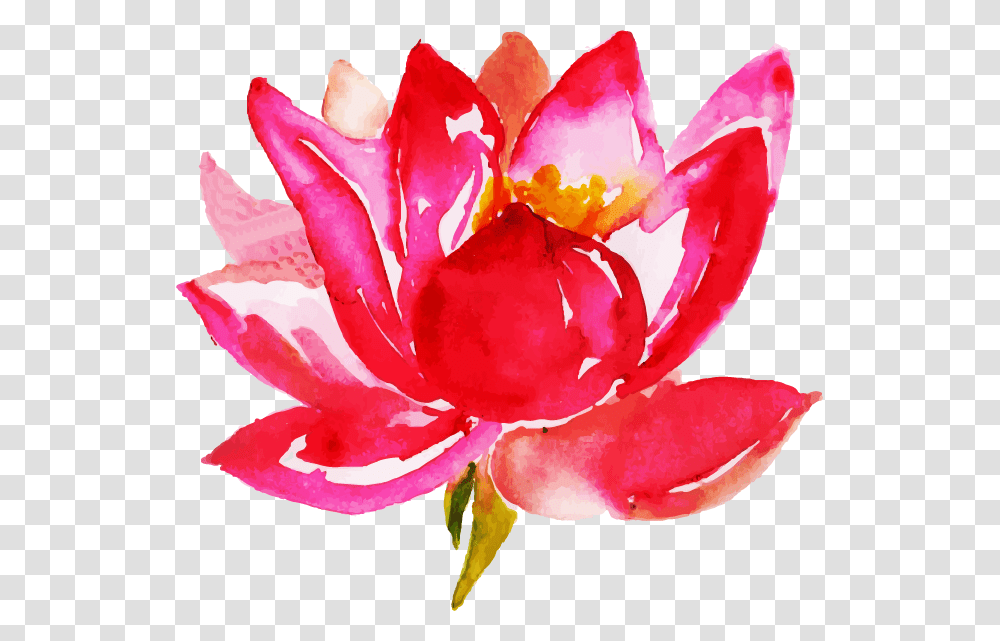 Sacred Lotus, Rose, Flower, Plant, Petal Transparent Png