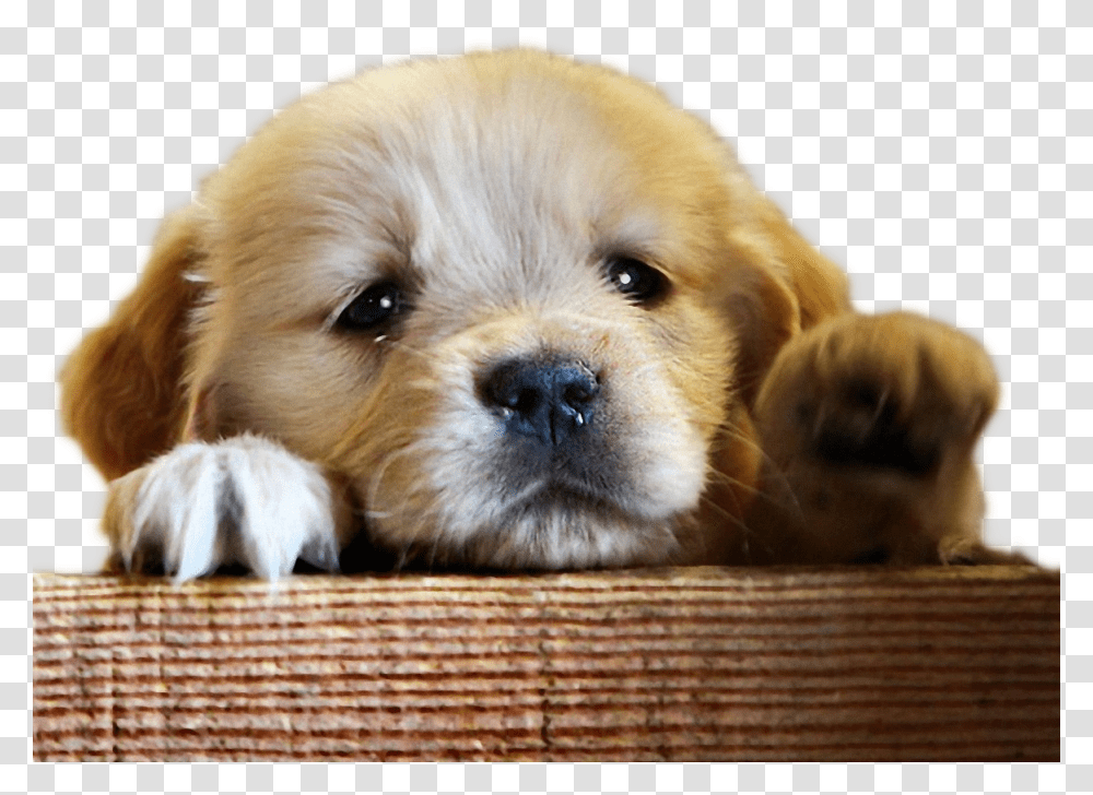 Sad Dog Dont Leave Me Dog, Pet, Canine, Animal, Mammal Transparent Png