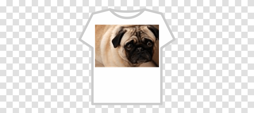 Sad Dog Roblox T Shirt Roblox Kawaii, Pug, Pet, Canine, Animal Transparent Png