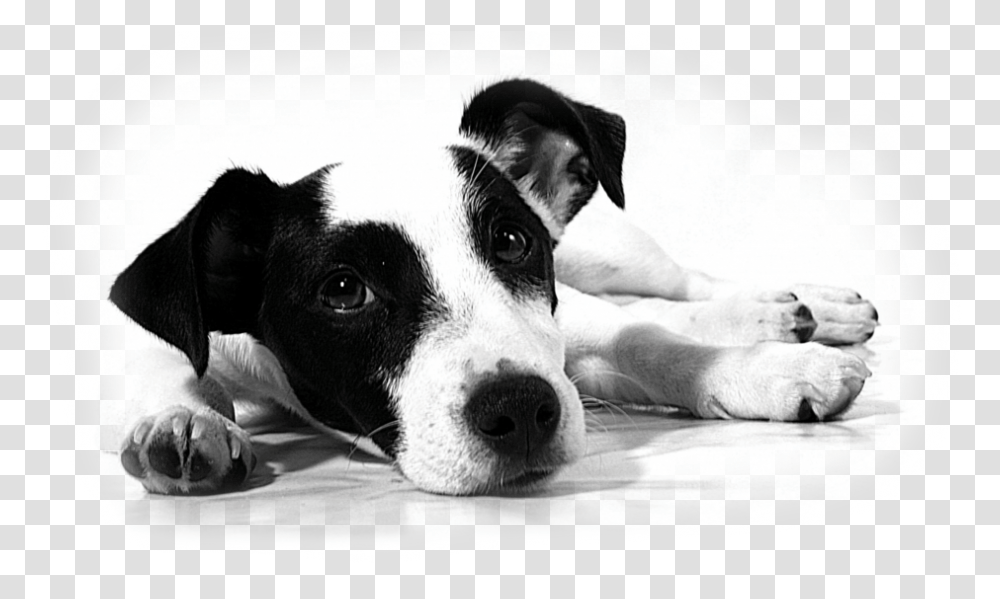 Sad Dog Treat Your Man Like A Dog, Pet, Canine, Animal, Mammal Transparent Png