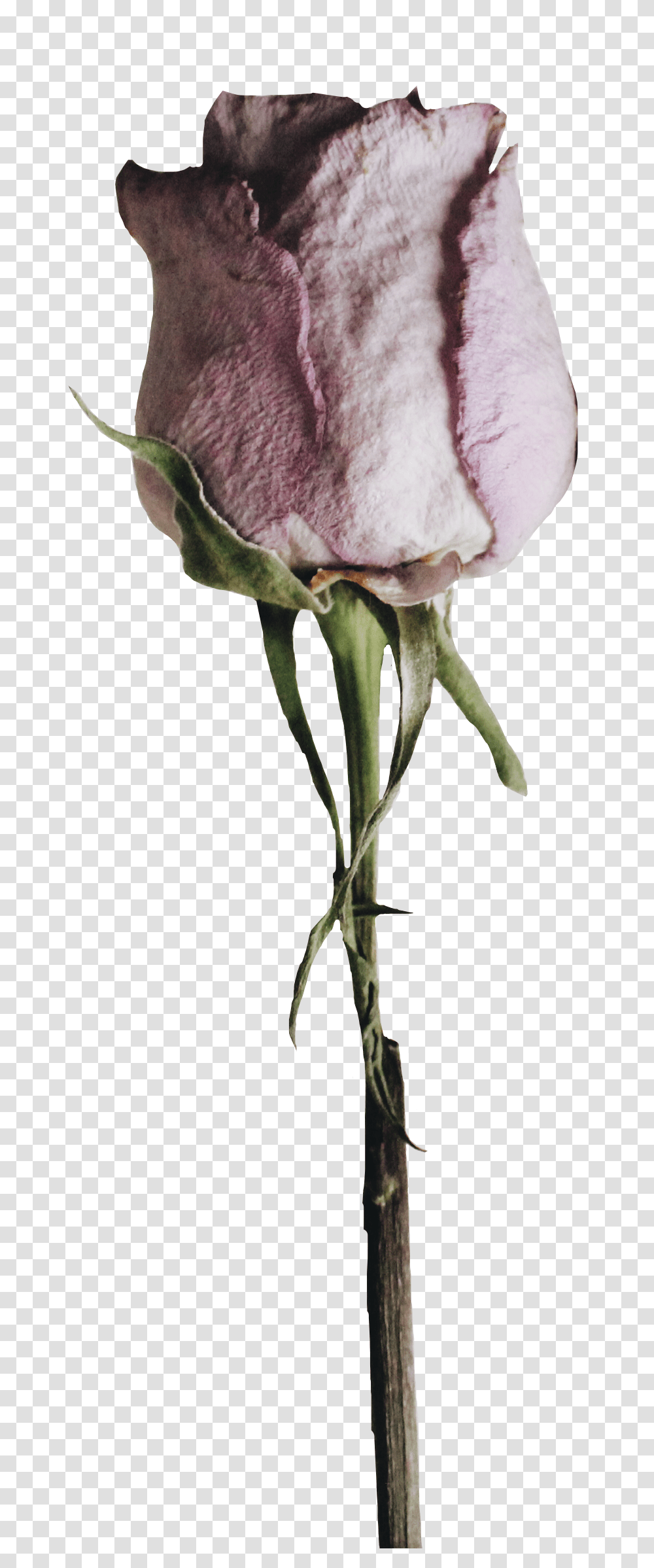 Sad Flower, Plant, Rose, Blossom, Carnation Transparent Png