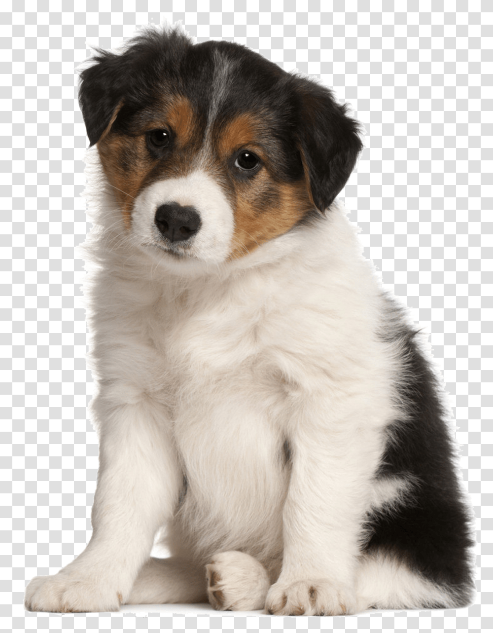 Sad Puppy Big Will My Puppy Get, Dog, Pet, Canine, Animal Transparent Png