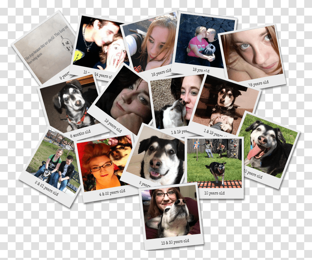 Sad Puppy Collage Transparent Png