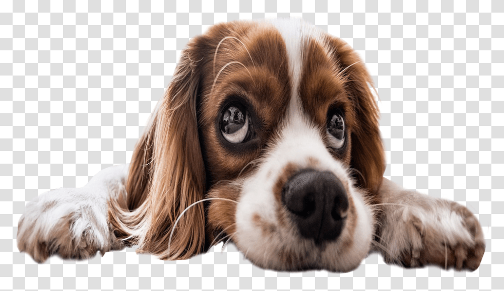 Sad Puppy Eyes Background Dog Image Background Puppy, Pet, Canine, Animal, Mammal Transparent Png