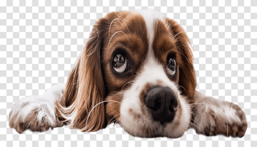 Sad Puppy Eyes Background Dog Image Sad Dogs, Pet, Canine, Animal, Mammal Transparent Png
