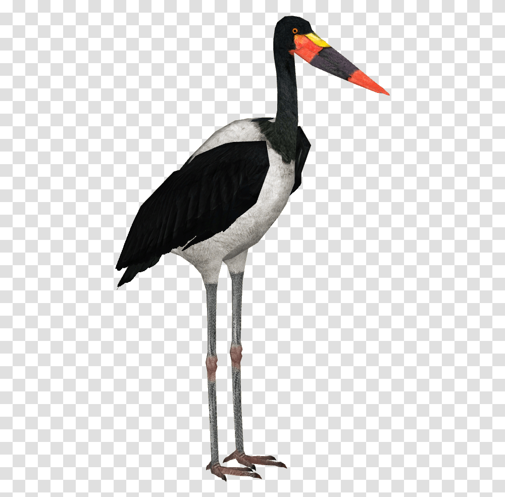 Saddle Billed Stork, Bird, Animal, Waterfowl, Crane Bird Transparent Png