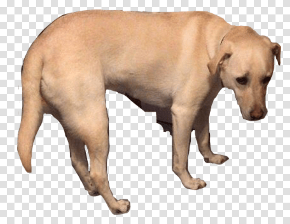 Saddog Sad Dog Freetoedit Labrador Retriever, Pet, Canine, Animal, Mammal Transparent Png