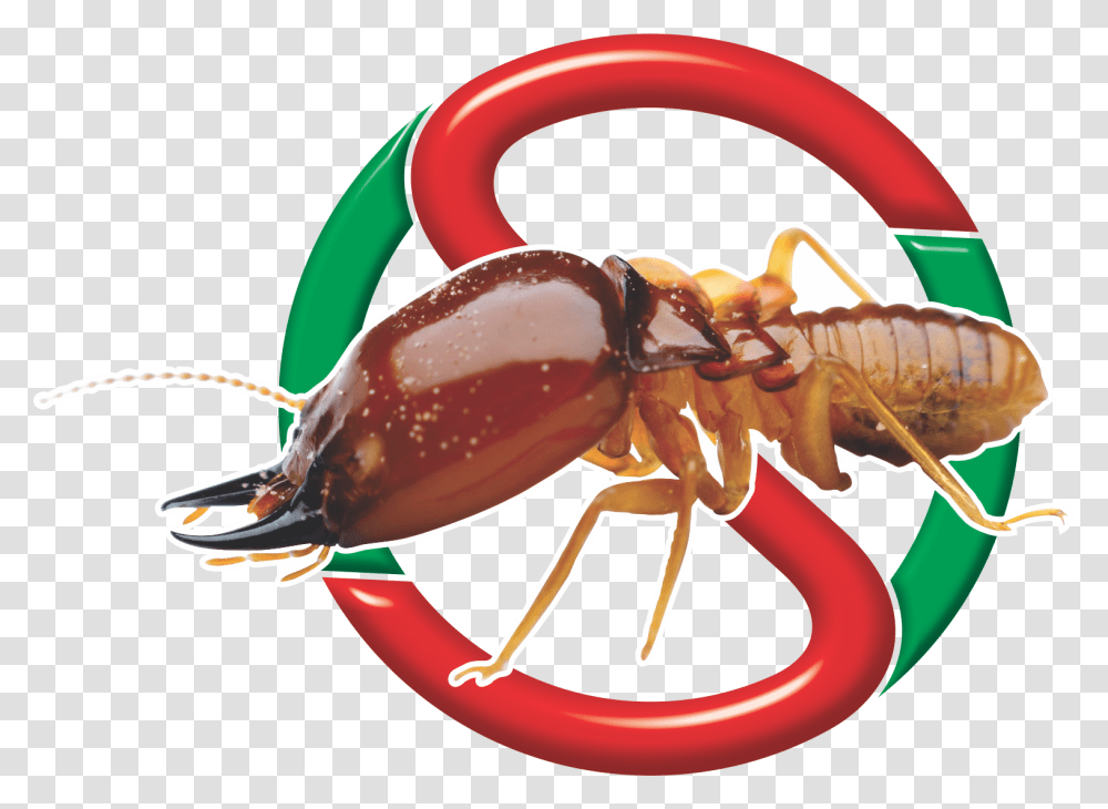 Sadies Icon Information Of Termite, Lobster, Seafood, Sea Life, Animal Transparent Png