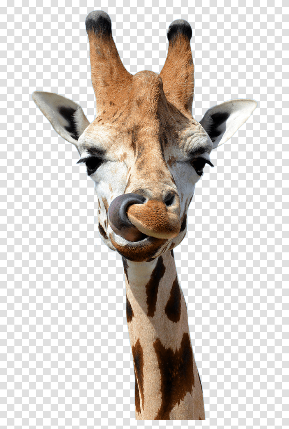 Safari Animals Giraffe Bbc, Wildlife, Mammal, Antelope Transparent Png
