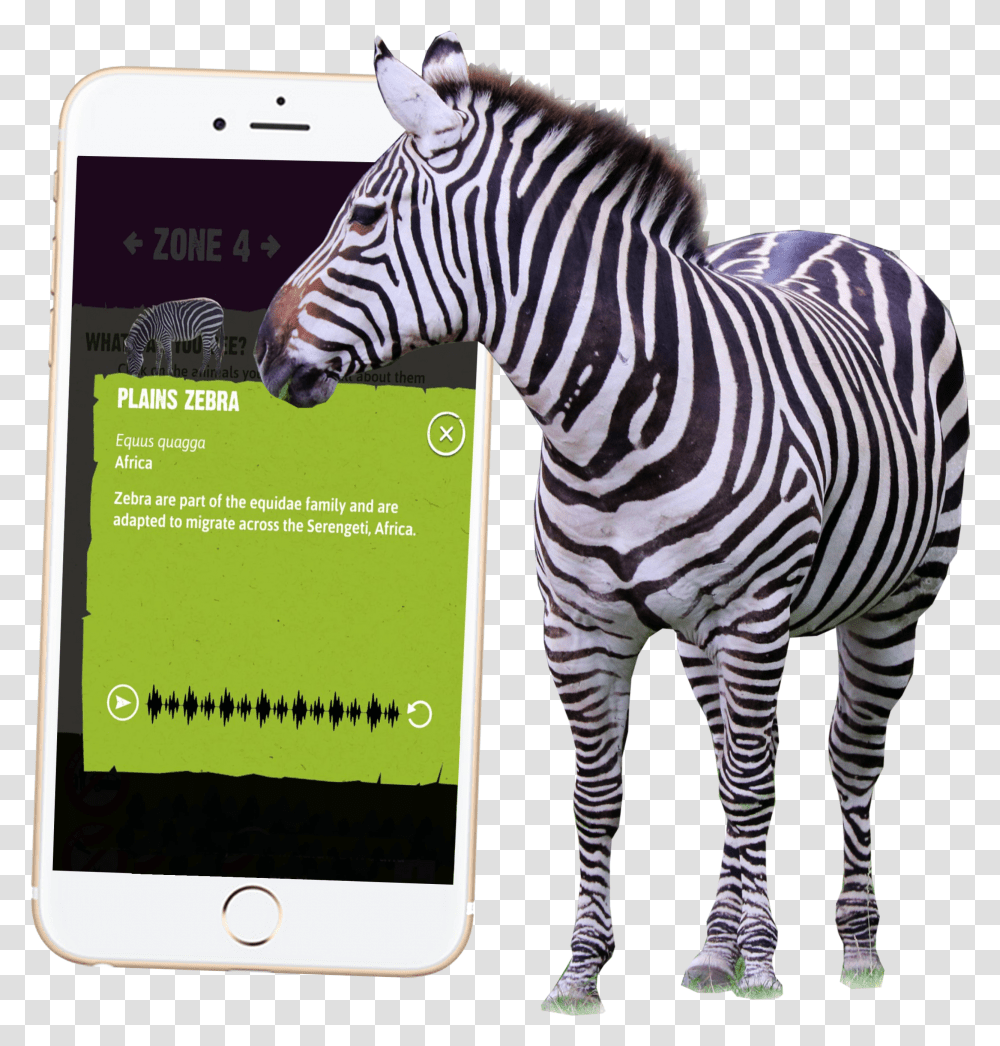 Safari Animals Knowsley Safari App For Mobile Phones Zebra Transparent Png