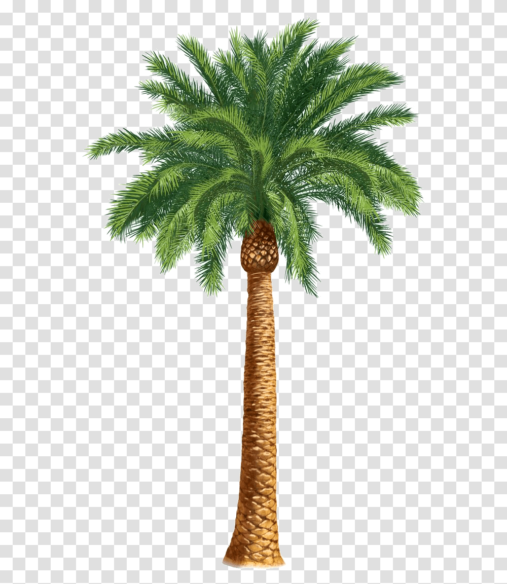 Safari Trees Palm Tree Art Tropical Clip Desert Palm Tree Drawing, Plant, Arecaceae, Leaf, Annonaceae Transparent Png