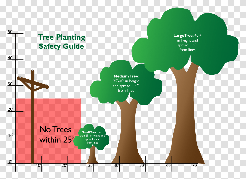 Safe Tree Planting Paulding Putnam Electric Cooperative Safe Tree, Text, Advertisement, Poster, Person Transparent Png