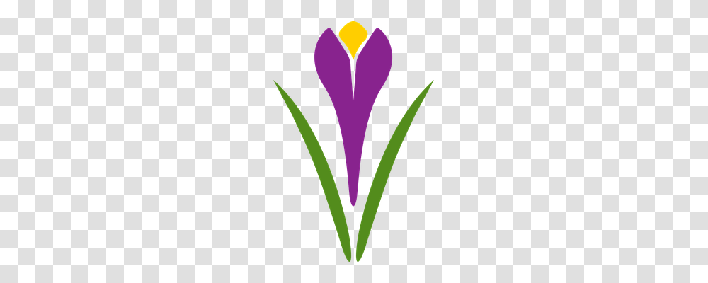 Saffron Nature, Light, Plant, Scissors Transparent Png