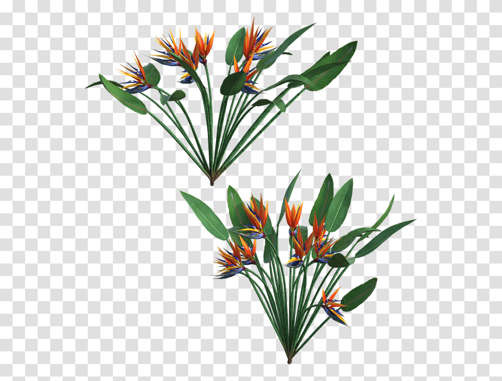 Saffron Crocus, Plant, Flower, Flower Arrangement, Acanthaceae Transparent Png