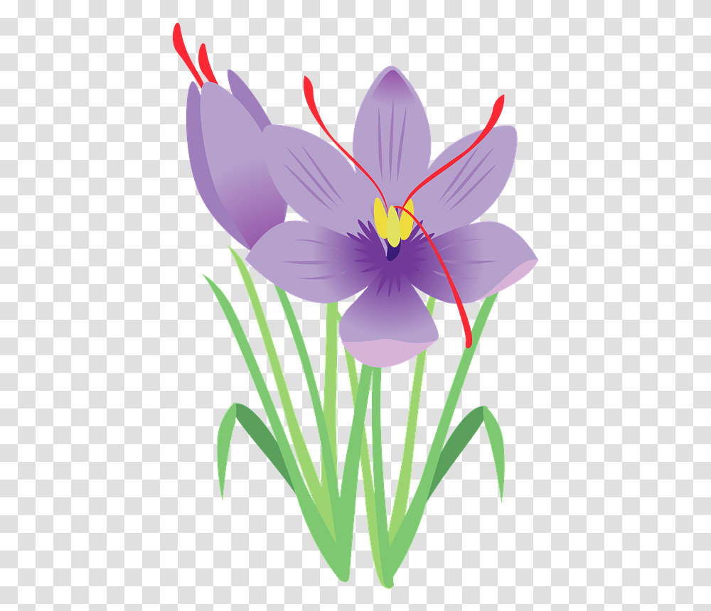 Saffron Flower Clipart, Plant, Blossom, Crocus, Flax Transparent Png