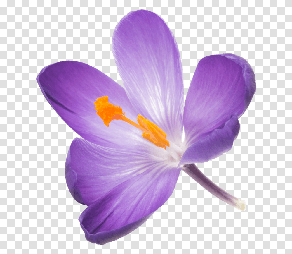 Saffron Flower, Plant, Blossom, Crocus, Petal Transparent Png