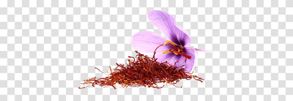 Saffron Flower Stickpng Saffron, Plant, Blossom, Pollen, Honey Bee Transparent Png