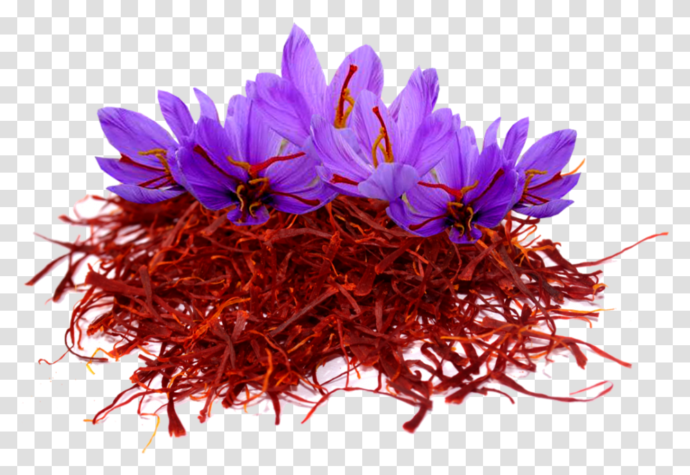 Saffron Image File Kashmir Saffron Flower, Plant, Petal, Daisy, Crocus Transparent Png